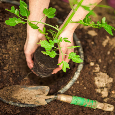 A child is holding a small plant in a pot